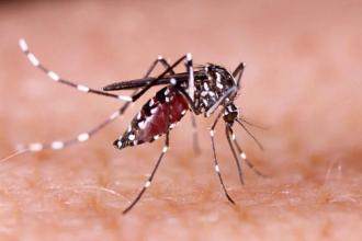 Belo Horizonte registra mais 14 mortes por dengue em três dias