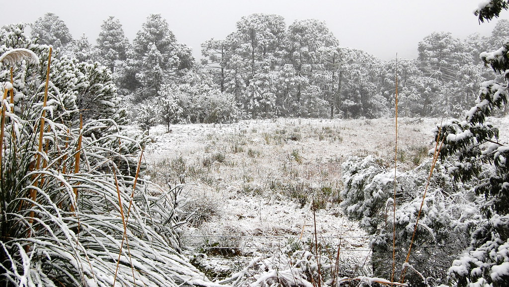 Cidades Brasileiras que Surpreendem com Neve e Geadas!