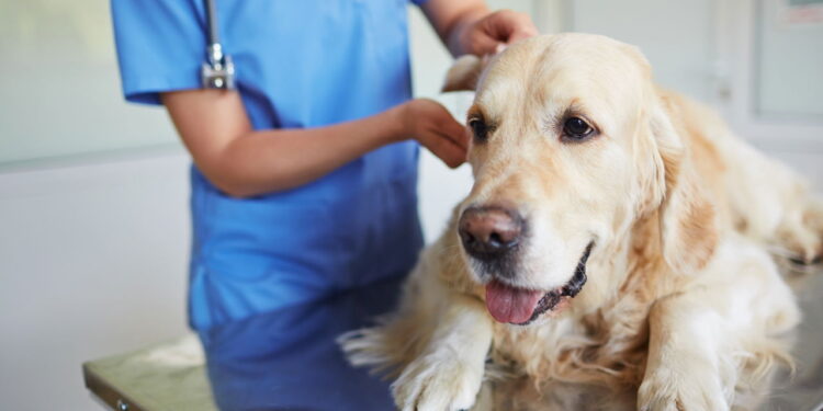 Cães e Gatos de Curitiba Agora Têm um Hospital Público: Conheça o Novo Serviço